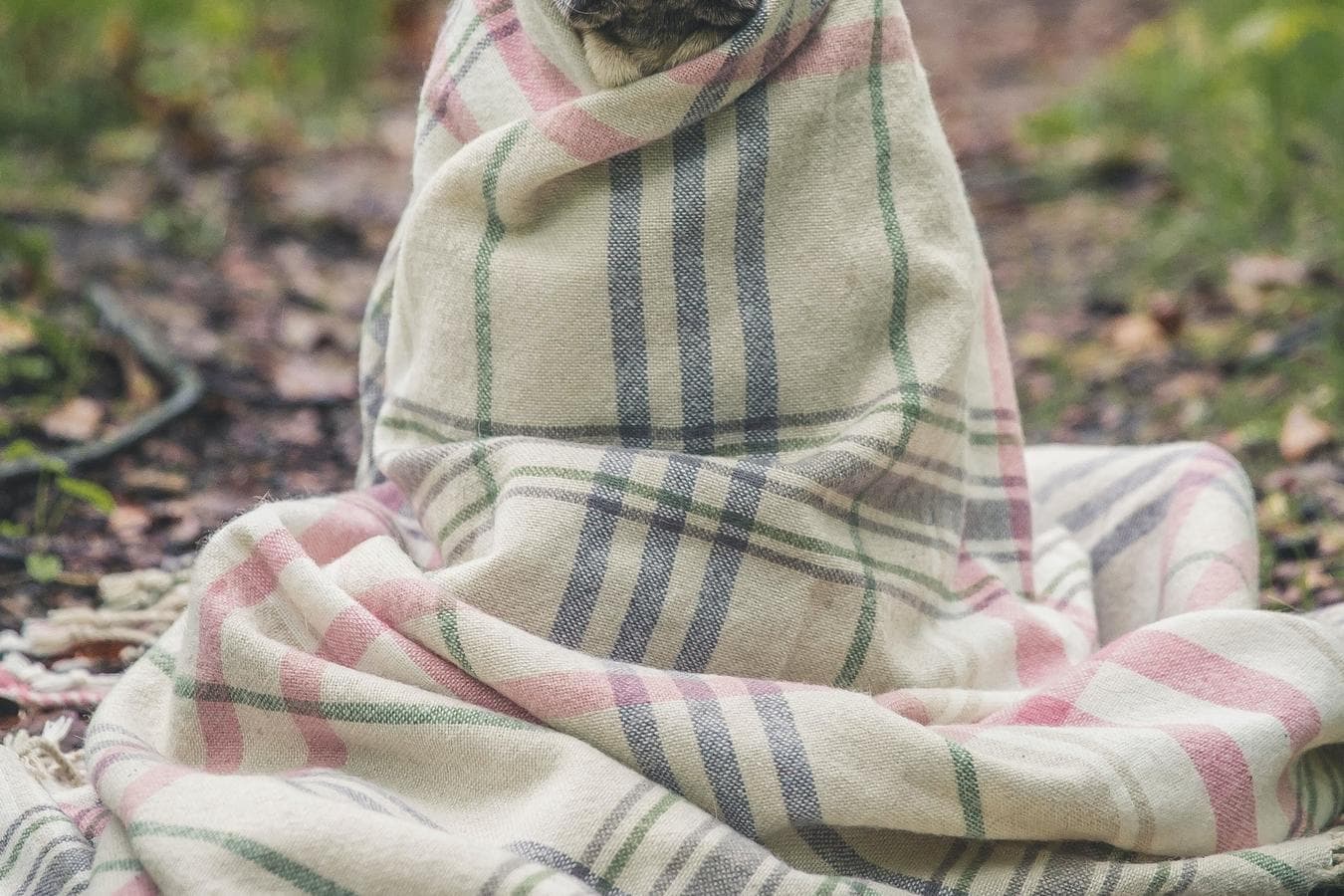 Mops zawinięty w koc.